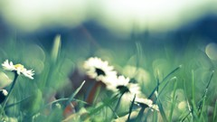 Flowers nature chamomile