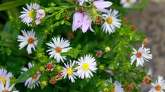 Flowers nature chamomile