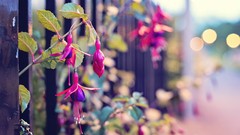 Flowers nature close-up fences streets fuschia