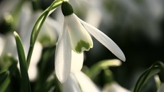 Flowers nature close-up snowdrops white flowers