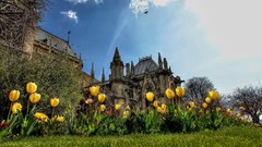 Flowers nature clouds tulips Notre Dame colors architecture 