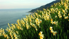 Flowers nature coast Narcissus daffodils