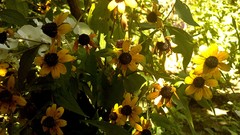 Flowers nature coneflowers