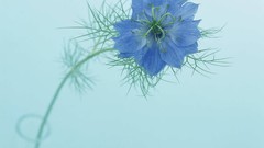 Flowers nature cornflowers blue flowers