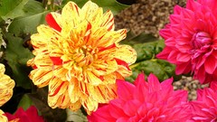 Flowers nature dahlias