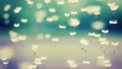 Flowers nature dandelions float falling floating artistic