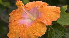 Flowers nature dew Hawaii hibiscus Kauai