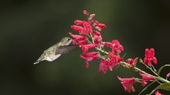 Flowers nature feeding
