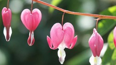 Flowers nature flower petals Bleeding Hearts