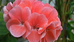 Flowers nature flower petals geranium