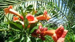 Flowers nature flower petals Trumpet vine