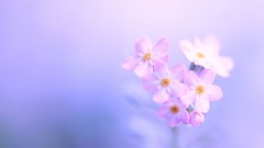 Flowers nature Forget-me-nots