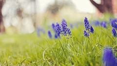 Flowers nature grass hyacinths blue flowers depth of field