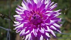 Flowers nature grass pink flowers dahlias