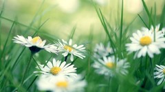 Flowers nature grass Plants camomile Daisy