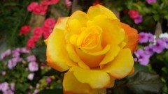 Flowers nature Green colors out of focus