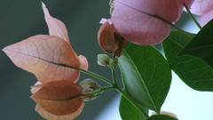 Flowers nature Green pink flowers bougainvillea
