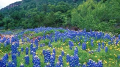 Flowers nature hills Green Texas blue flowers Bluebonnet