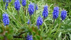 Flowers nature hyacinths blue flowers