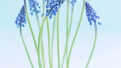 Flowers nature hyacinths blue flowers