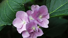 Flowers nature hydrangea