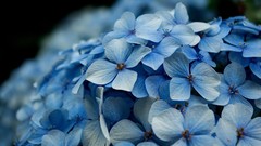 Flowers nature hydrangea blue flowers
