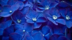 Flowers nature Hydrangeas blue flowers