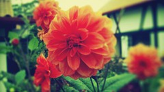 Flowers nature instagram