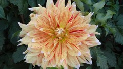 Flowers nature karachi