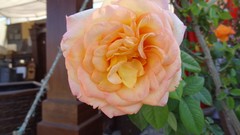 Flowers nature karachi