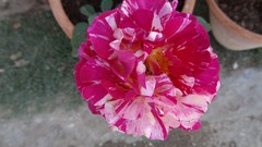 Flowers nature karachi