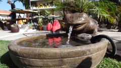 Flowers nature karachi