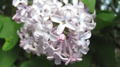 Flowers nature lilac