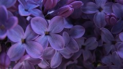 Flowers nature lilac purple flowers