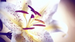 Flowers nature Lilies white flowers Spotted Tiger Lillies
