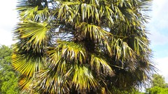 Flowers nature London Parks Queen Mary's Gardens