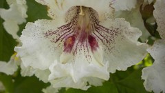 Flowers nature London Parks Queen Mary's Gardens