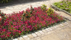 Flowers nature London Parks Queen Mary's Gardens