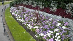 Flowers nature London Parks Queen Mary's Gardens