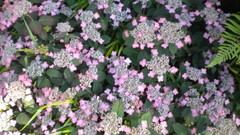 Flowers nature London Parks Queen Mary's Gardens