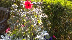 Flowers nature London Parks Queen Mary's Gardens