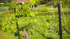 Flowers nature London Parks Queen Mary's Gardens