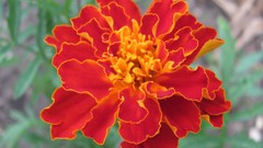 Flowers nature Marigold