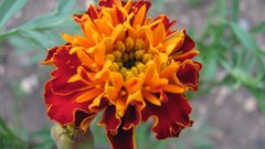 Flowers nature Marigold
