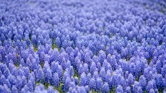 Flowers nature meadows bokeh hyacinths blue flowers depth of 