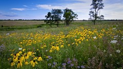 Flowers nature meadows close-up coneflowers