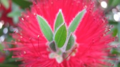 Flowers nature mimosa