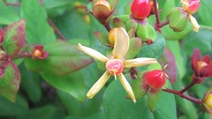 Flowers nature multicolor 1961