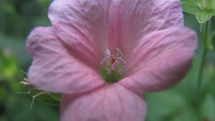 Flowers nature multicolor 1966