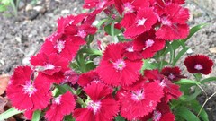 Flowers nature multicolor carnations